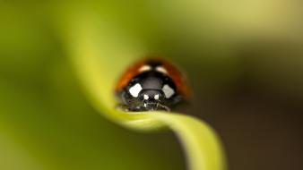 Insects macro ladybirds wallpaper