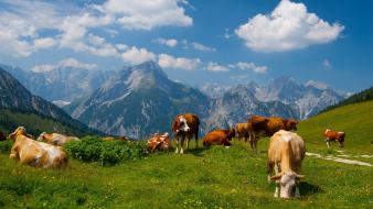 Mountains landscapes nature animals cows wallpaper