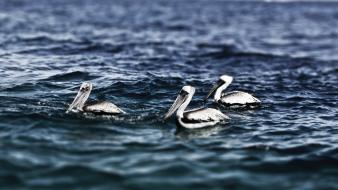 Nature birds waves animals hdr photography pelican sea wallpaper