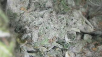 Nature marijuana pot thc bud crystal wallpaper