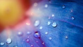 Rain flowers water drops macro blue waterdrops wallpaper