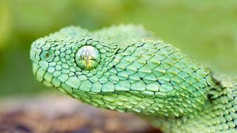 African animals green nature snakes wallpaper