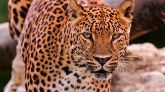 Animals eyes leopards predator wild wallpaper