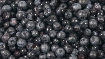 Blueberries food fruits nature wallpaper