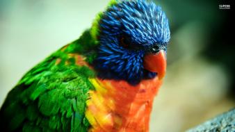 Close-up multicolor birds animals orange parrots wallpaper