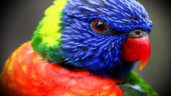 Colorful bird wallpaper