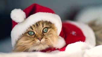 Cute santa cat wallpaper