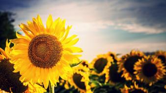 Depth of field flowers nature sunflowers sunlight wallpaper