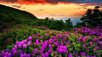 Flowers earth wallpaper