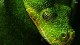 Green nature animals snakes wallpaper