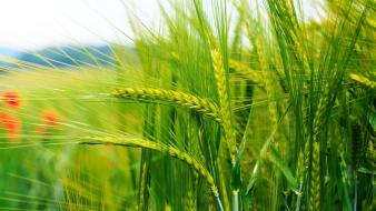 Green nature wheat wallpaper