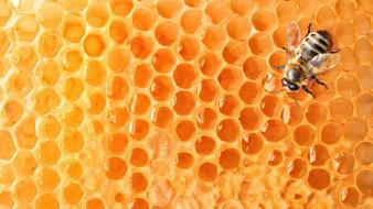Honeycomb bees wallpaper