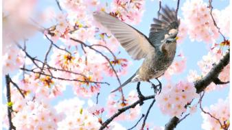 Japan animals birds wallpaper
