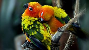 Love parrots couple sun conure wallpaper