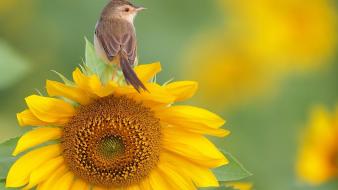 Nature flowers birds sunflowers yellow warblers