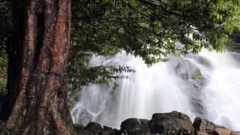 Trees waterfalls wallpaper