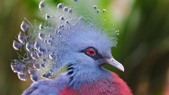 Victoria crowned pigeon animals birds blue feathers wallpaper