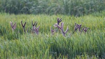 Animals antlers deer fields grass wallpaper