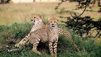 Animals leopards savanah wallpaper