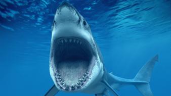 Animals sharks jaws white shark wallpaper