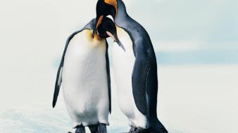 Antarctica animals birds penguins white background wallpaper