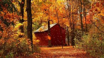 Autumn forests landscapes maple nature wallpaper