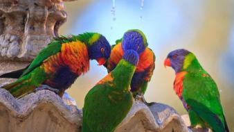 Birds animals parrots rainbow lorikeet wallpaper