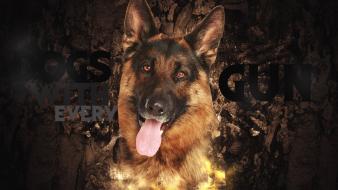 Call of duty dogs shepherd dog wallpaper