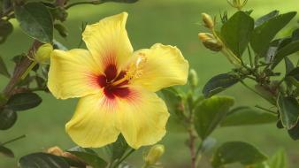 Flowers hibiscus nature wallpaper