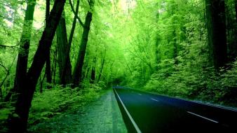 Forests green nature roads wallpaper