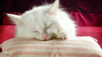 Funny cats sleep wallpaper