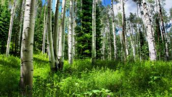 Green mountains forests