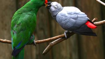 Love birds animals kissing parrots wallpaper