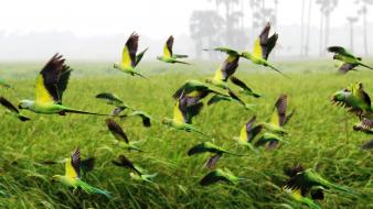 National geographic sri lanka birds fields landscapes wallpaper