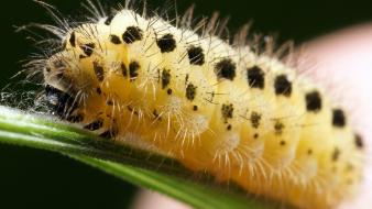Nature insects caterpillars macro spiders wallpaper