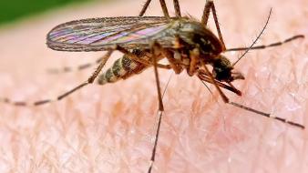 Nature insects macro mosquito wallpaper