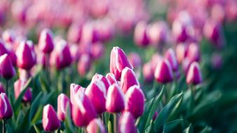 Purple tulips field wallpaper