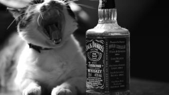 White cats alcohol whiskey liquor jack daniels wallpaper