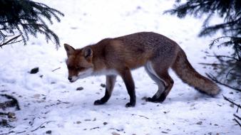 Winter snow animals foxes wallpaper