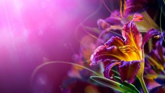 Abstract flower backgrounds wallpaper