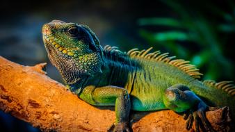 Animals branches iguana reptiles wallpaper
