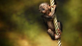 Animals monkeys wallpaper