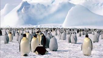 Animals pinguin pingu wallpaper