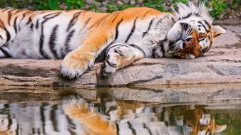 Animals tigers sleeping wallpaper