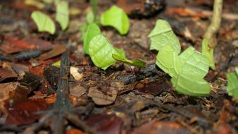 Ants atta cephalotes leaf cutting ant wallpaper