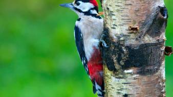 Birds animals woodpecker wallpaper