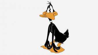 Cartoons looney tunes daffy duck wallpaper
