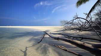 Coast tropical maldives palm trees sea beach wallpaper