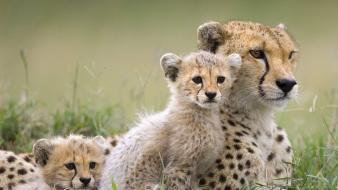 Family baby animals cheetahs