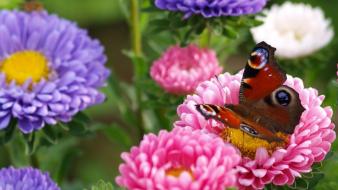 Flowers butterflies wallpaper